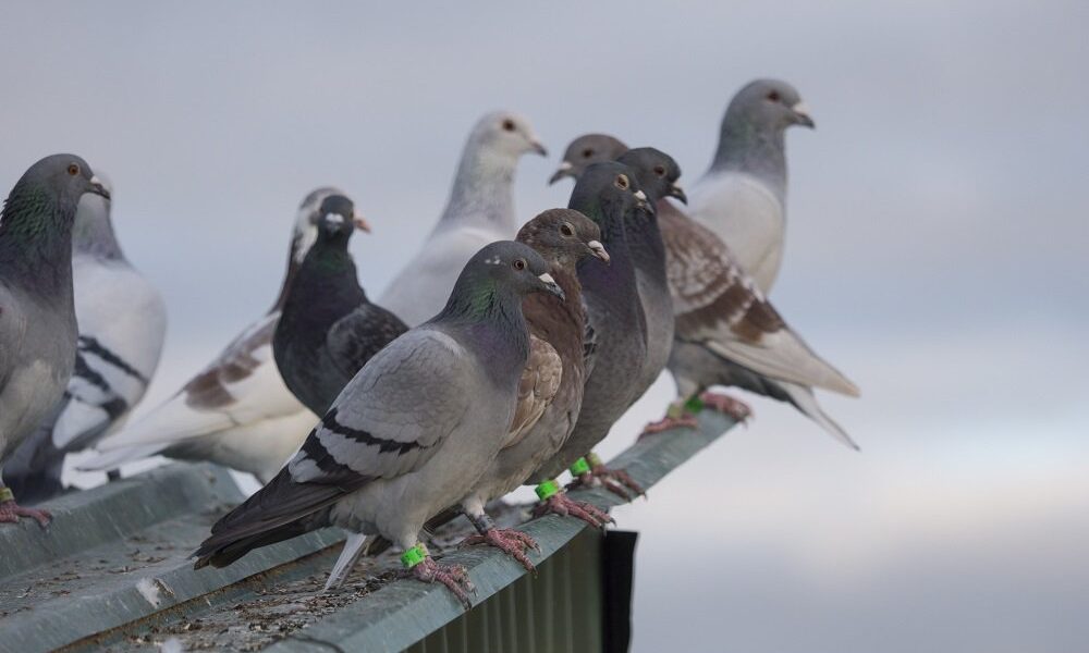 Έχετε αναρωτηθεί; – Γιατί δεν βλέπουμε μικρά περιστέρια στους δρόμους;