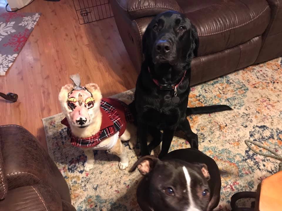 Σκύλος κάηκε στο πρόσωπο από φωτιά και έγινε θεραπευτής για ασθενείς με εγκαύματα (φωτό)