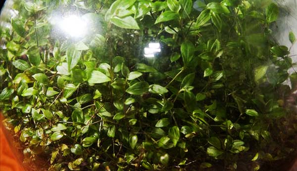 Εντυπωσιακό: «Αθάνατο» φυτό ζει 40 χρόνια σε μπουκάλι χωρίς αέρα και νερό! (φωτο)