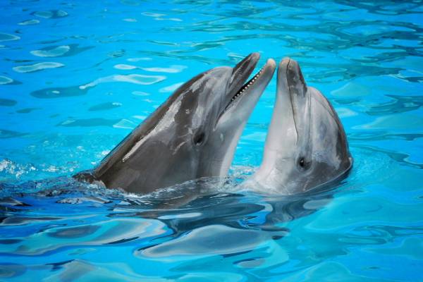 Σπαζοκεφαλιά για «πονηρά» μυαλά: Εσύ πόσα δελφίνια μπορείς να δεις στην εικόνα; (φωτο)