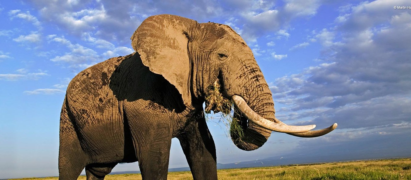 Νέα έρευνα: Οι ελέφαντες έχουν μικρότερο σωματικό λίπος από το μέσο άνθρωπο