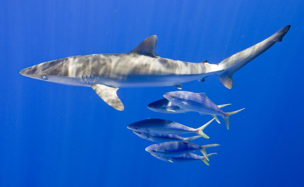 Κατά 71% μειώθηκε ο αριθμός των καρχαριών & σαλαχιών στους ωκεανούς από το 1970 μέχρι και σήμερα
