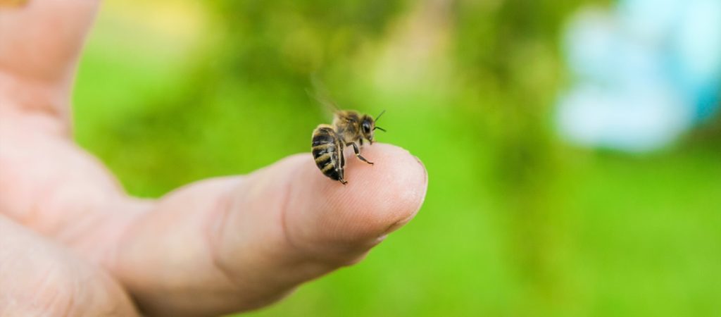 Τσίμπημα από έντομο ή φίδι – Όσα πρέπει να κάνετε αν σας συμβεί