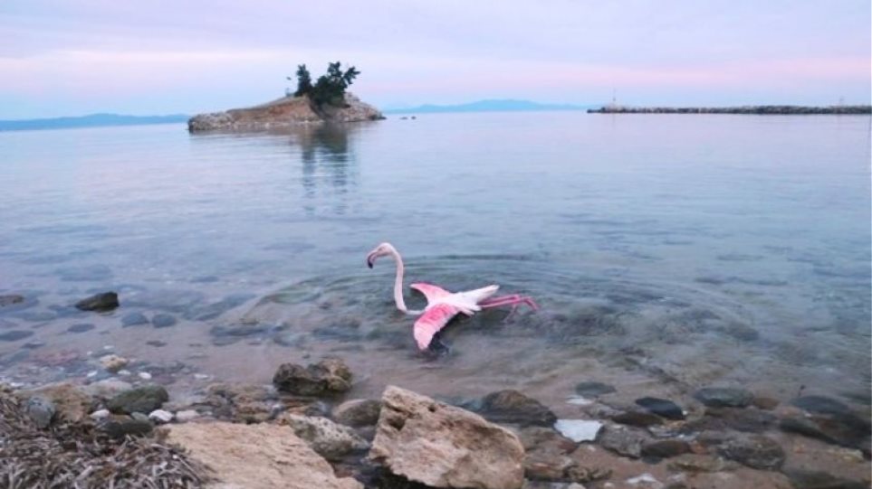 Ν.Ποτιδαία: Φλαμίνγκο «μπλέχτηκε» στα πλοκάμια χταποδιού (φώτο)