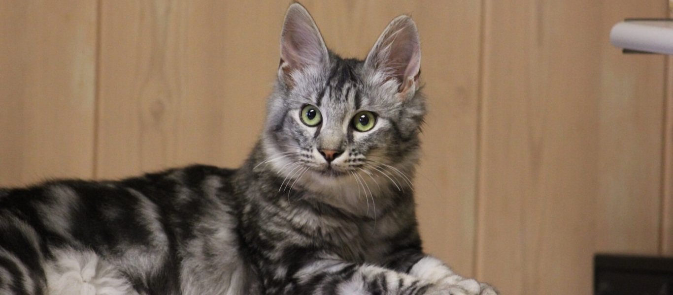 Νέα κακοποίηση ζώου στην Κρήτη – Έβγαλαν τα μάτια και βασάνισαν γάτα (φώτο)