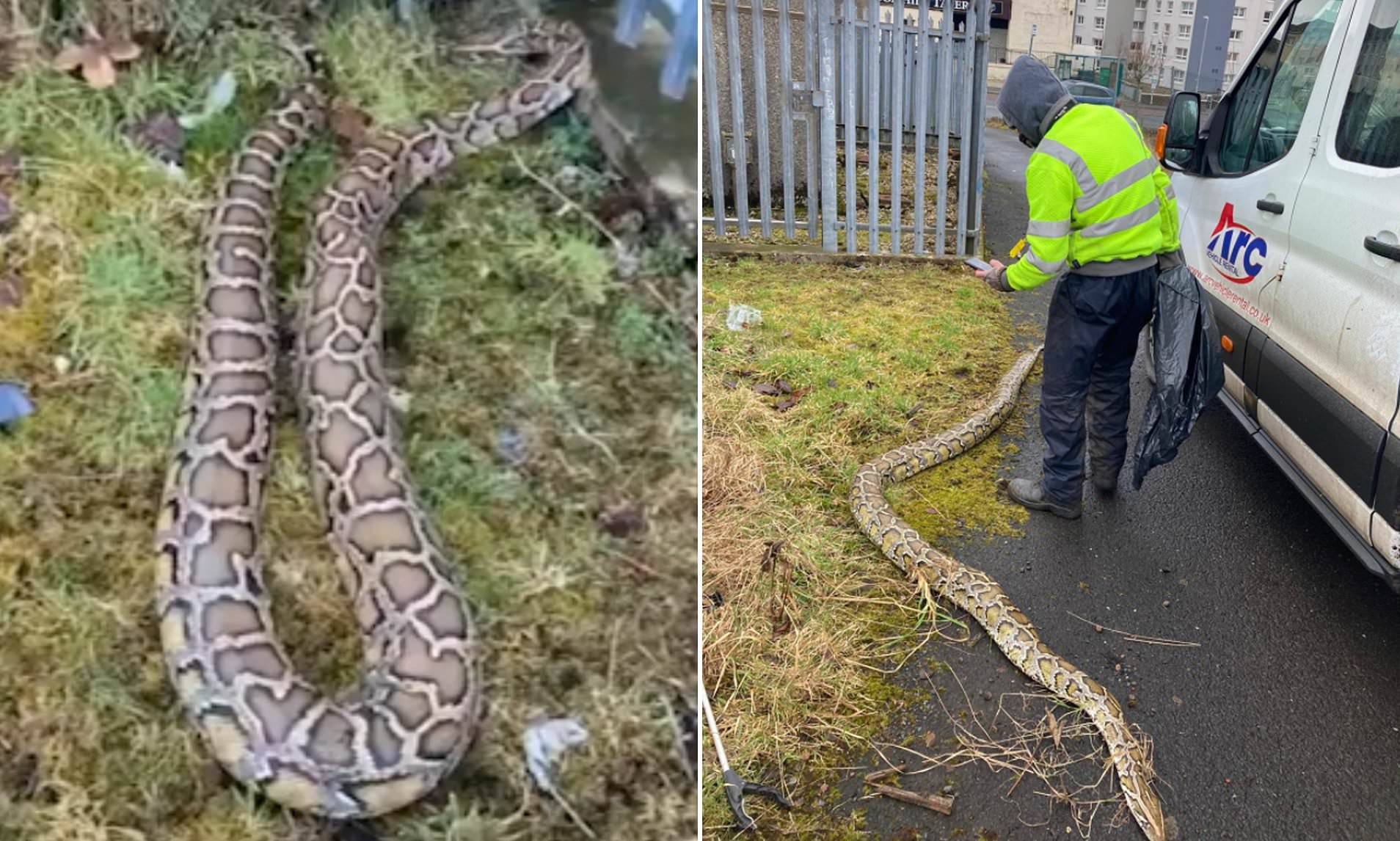 Σκωτία: Γιγάντια φίδια έχουν σκορπίσει τον τρόμο – «Κόβουν βόλτες» στους δρόμους (φώτο-βίντεο)