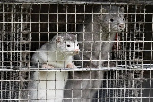 Φρίκη από την σφαγή των βιζόν στην Δανία: Θανατώθηκαν 15.000.000 ζώα!