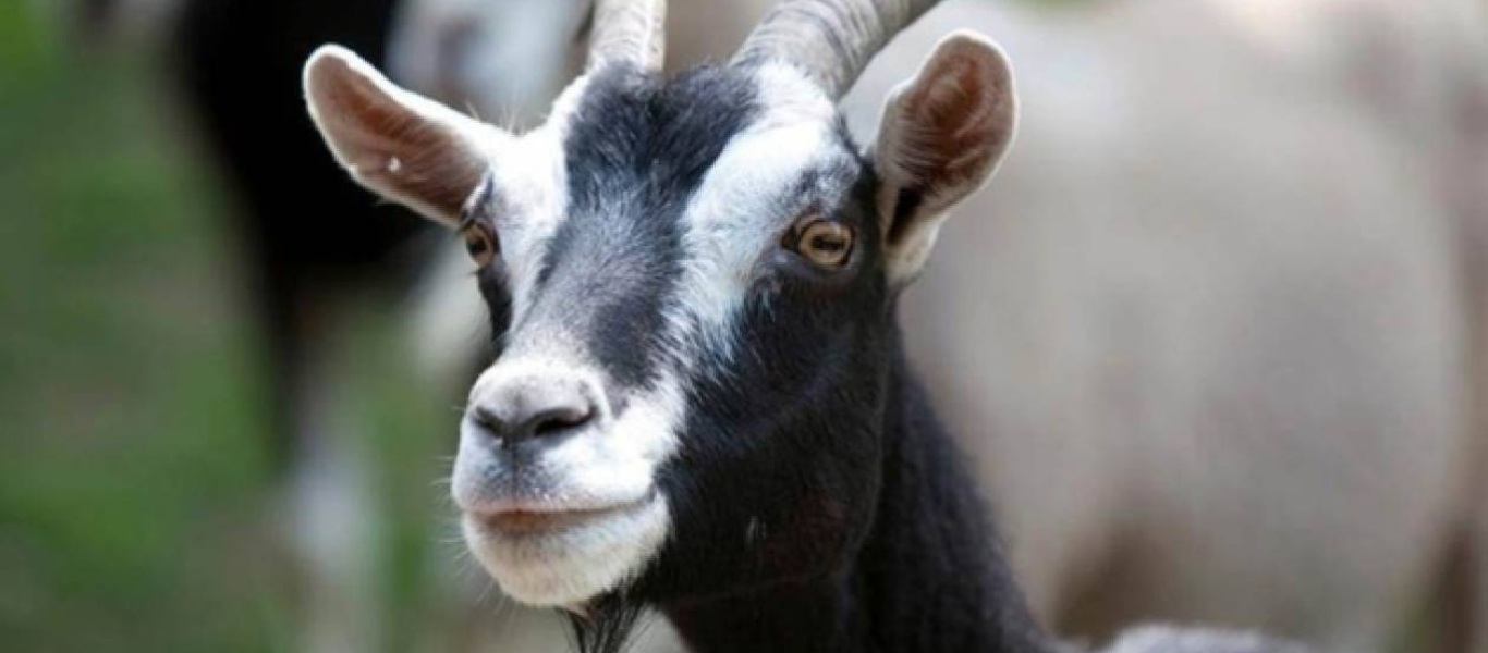 Αγρόκτημα κάνει «χρυσές» δουλειές εν μέσω καραντίνας – «Νοικιάζει» κατσίκες για κλήσεις στο Zoom (φώτο)