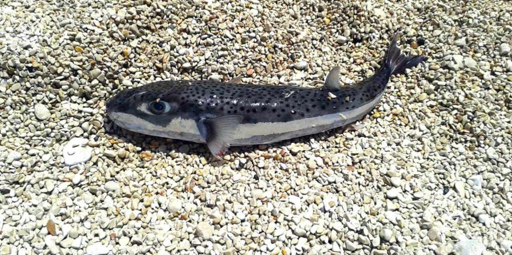 Τεράστιος λαγοκέφαλος ξεβράστηκε σε παραλία των Χανίων – Επικίνδυνος για κατανάλωση (φωτο)