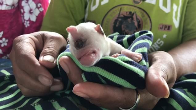 Κουταβάκι γεννήθηκε με ένα μάτι με δύο γλώσσες και χωρίς μύτη (βίντεο)