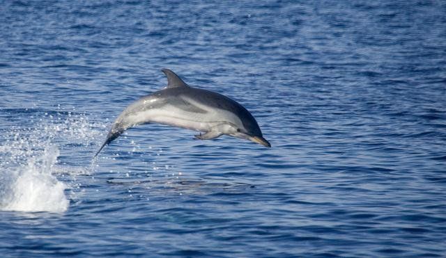 Καβάλα: Χειμερινοί κολυμβητές διέσωσαν δελφίνι σε παραλία του Παγγαίου (βίντεο)
