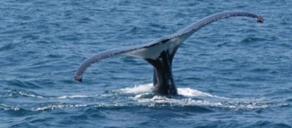 Το γνωρίζατε; – Να πως μπορούν οι φάλαινες να βοηθήσουν στις σεισμικές έρευνες