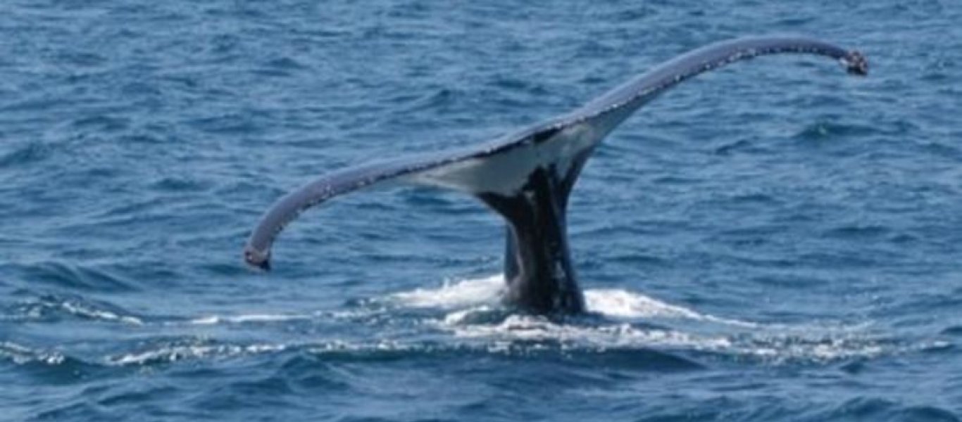 Το γνωρίζατε; – Να πως μπορούν οι φάλαινες να βοηθήσουν στις σεισμικές έρευνες