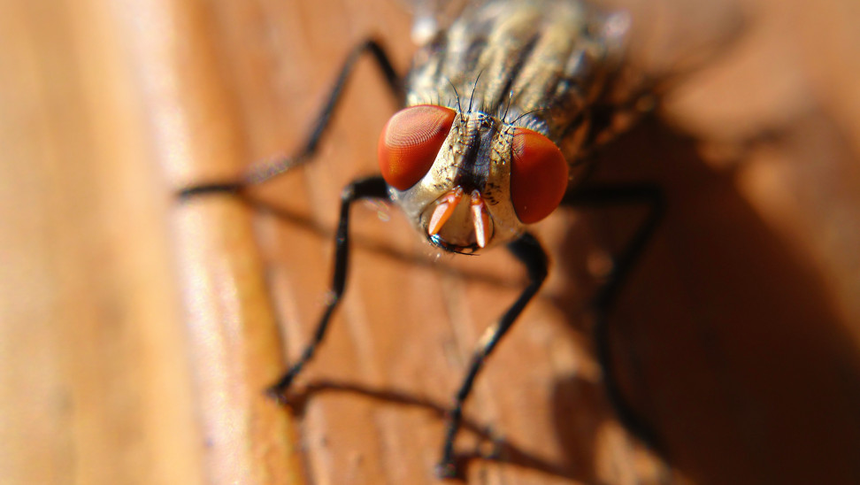 Δανοί επιστήμονες ανακάλυψαν παράσιτα που μετατρέπουν τις μύγες σε «ζόμπι» (φωτο)