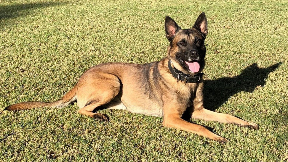 Σκύλος περνά μέσα από… τοίχο και κάνει τον γύρο του διαδικτύου – Η οφθαλμαπάτη που θα σας «τρελάνει» (βίντεο)