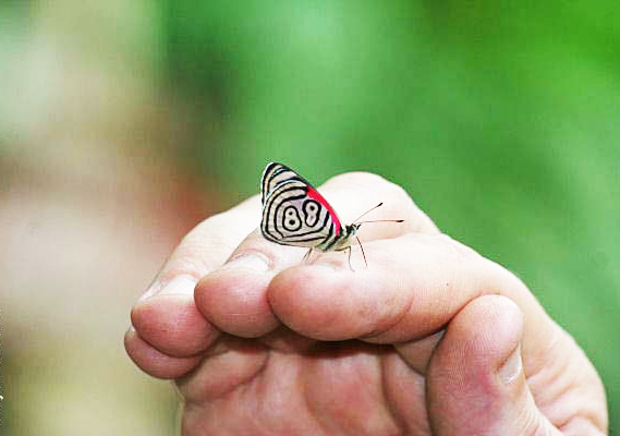 H «τυχερή» πεταλούδα που έχει ζωγραφισμένο στα φτερά της το νούμερο 88 (φωτο)