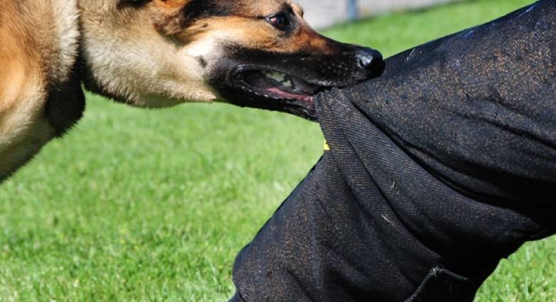 Αχαΐα: Πήγε να κάνει μέτρηση στο ρεύμα και ο σκύλος τον έστειλε στο νοσοκομείο