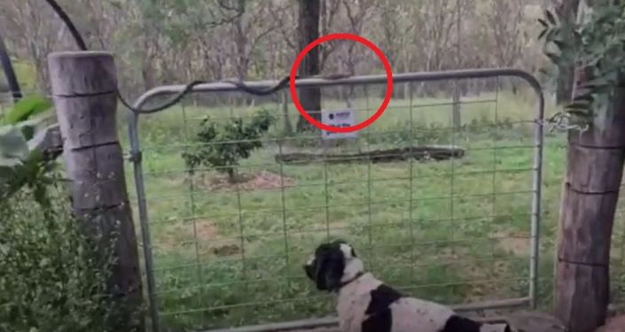 Φίδι διέσχισε φράχτη μπροστά στα μάτια σκύλου και… δεν πήρε χαμπάρι τίποτα (βίντεο)