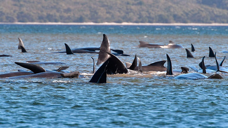 Νέα Ζηλανδία: Eξόκειλαν δεκάδες φάλαινες πιλότοι – Προσπαθούν να τις κρατήσουν ζωντανές (βίντεο)