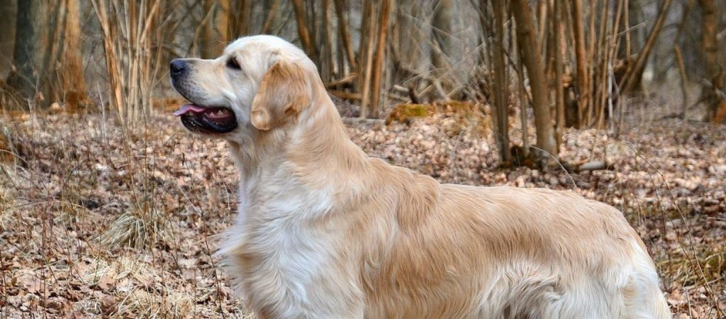 Αποτρόπαιο έγκλημα στη Λέσβο των χιλιάδων παράνομων μεταναστών: «Άγνωστοι» τύφλωσαν σκυλάκι (φώτο)