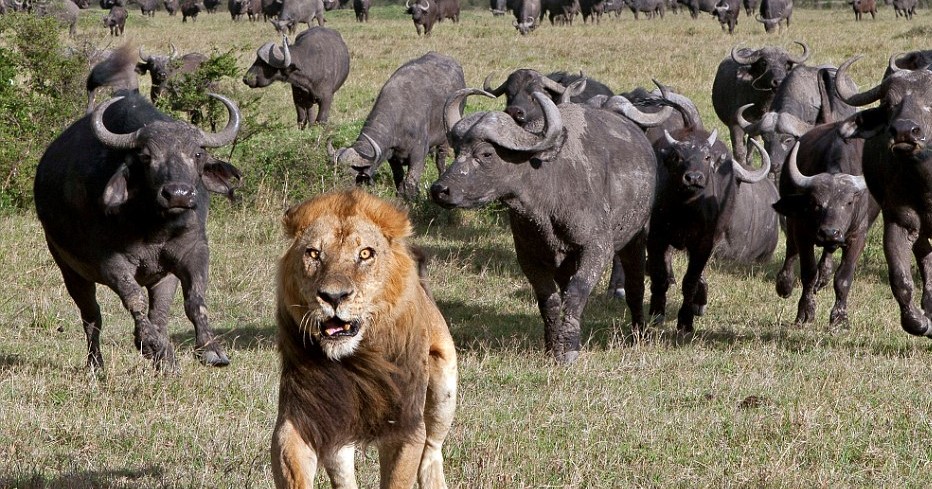 Βούβαλος «τα βάζει» με μια λεοπάρδαλη και ένα λιοντάρι για να σώσει το μωρό του (βίντεο)