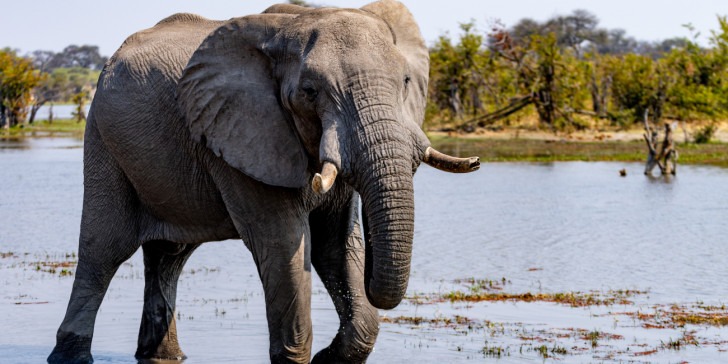 Ισπανία: Nεκρός από χτύπημα ελέφαντα εργαζόμενος σε ζωολογικό κήπο