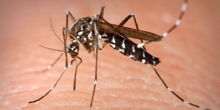 Τρόμος στην Αργεντινή: Σμήνος κουνουπιών δημιούργησε… ανεμοστρόβιλο (βίντεο)