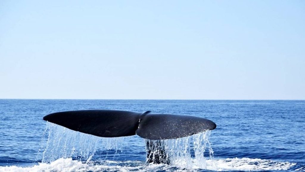 Άνθρωπος παρέμεινε για 3 μέρες στην κοιλιά μιας φάλαινας