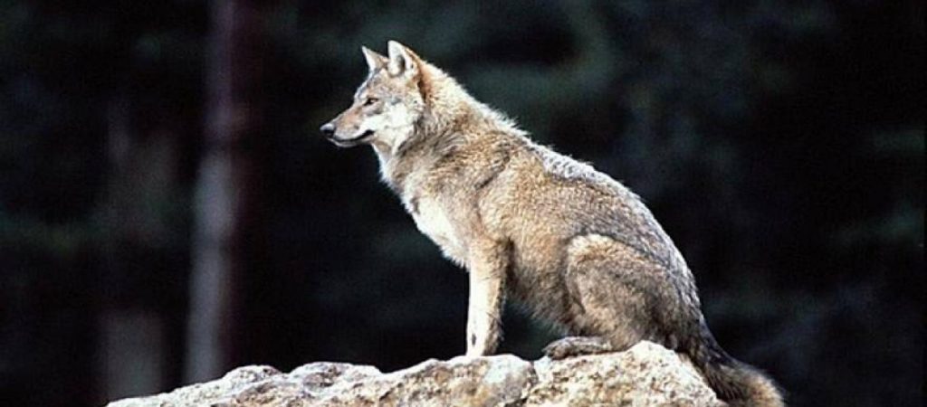 Εντοπίστηκαν στην Ελλάδα υβρίδια λύκων – Τι συμβαίνει στην χώρα μας (φώτο)