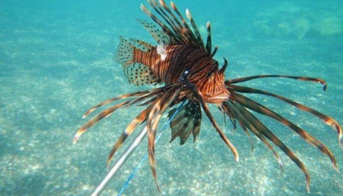 Χανιά: Λεοντόψαρο εντοπίστηκε στη Σούδα – Συναγερμός στους κατοίκους και τους ψαράδες (φωτο)