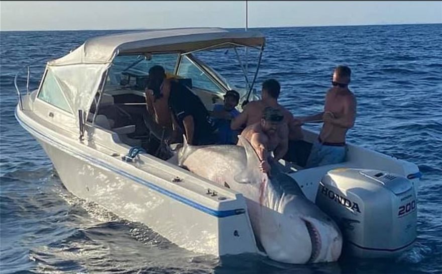 Αυστραλία: Ψαράδες στο Σίδνεϊ έπιασαν καρχαρία 394,5 κιλών (φώτο-βίντεο)