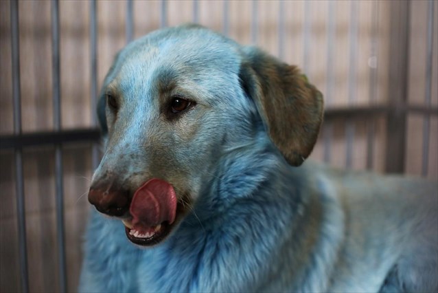 Τα μπλε σκυλιά της Ρωσίας που έχουν γίνει viral – Πως απέκτησαν αυτό το χρώμα; (φωτο)