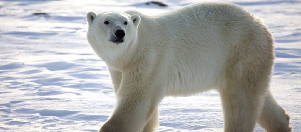 Νορβηγία: Πολική αρκούδα επιτέθηκε και τραυμάτισε άντρα