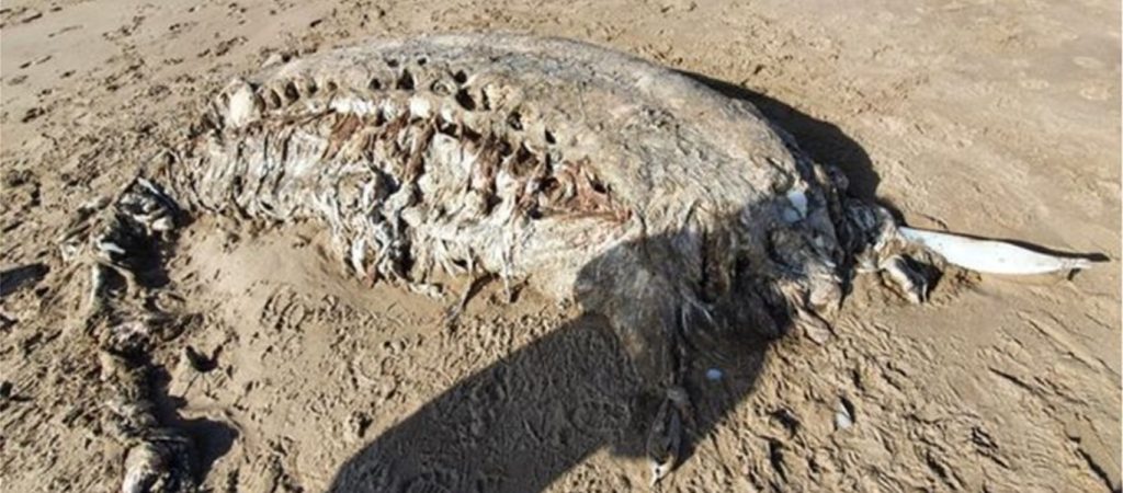 Ουαλία: Βρέθηκε μυστηριώδες θαλάσσιο θηρίο με… 23 πόδια σε παραλία (φώτο)