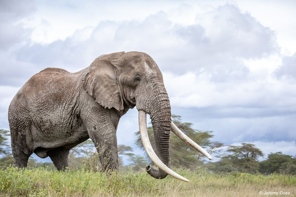 Αυτό το ήξερες; – Οι ελέφαντες κοιμούνται… μόνο 2 ώρες την ημέρα!