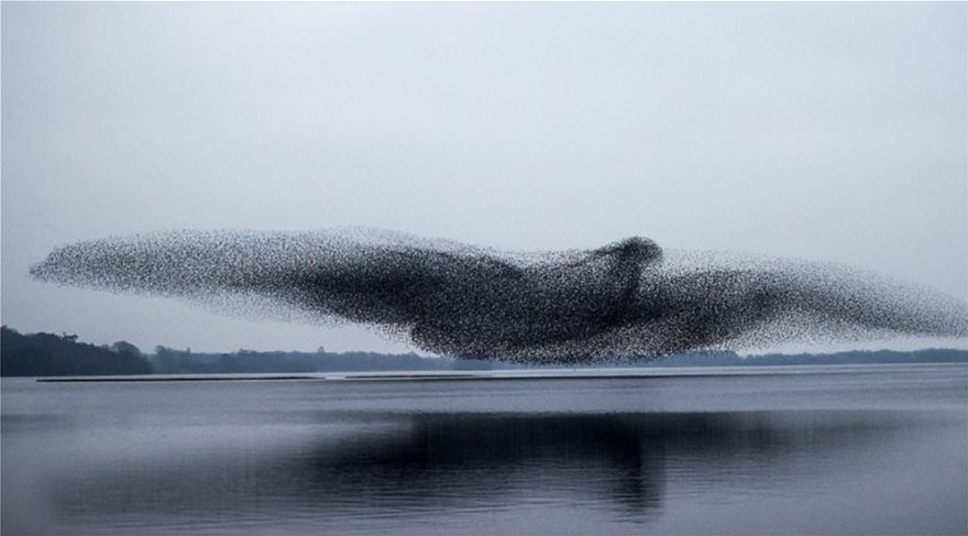 Εντυπωσιακό θέαμα στην Ιρλανδία – Σμήνος από ψαρόνια σχημάτισε… πουλί στον ουρανό (φώτο-βίντεο)