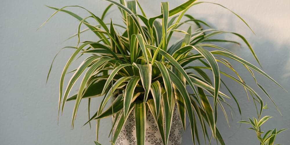 Προσοχή με αυτό το φυτό που υπάρχει σε όλα τα σπίτια – Προκαλεί τοξική δηλητηρίαση