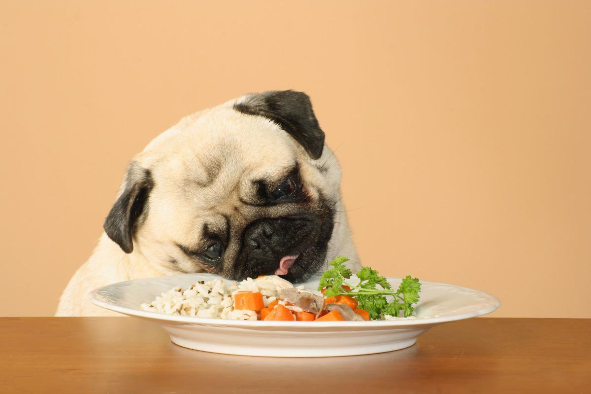 Προσοχή: Αυτές είναι οι τροφές που δεν πρέπει να δίνετε στο σκύλο σας