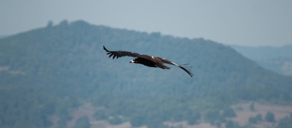 Αλεξανδρούπολη: Δύο μαυρόγυπες έχασαν την ζωή τους από δηλητηριασμένα δολώματα