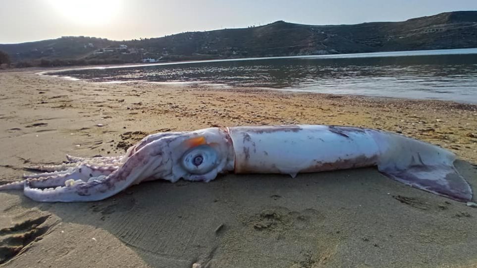 Κέα: Ξεβράστηκε θράψαλο «γίγας» στην παραλία της Οτζιάς (φώτο)