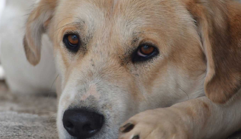 Φρίκη στο Αγρίνιο: Κρέμασαν σκυλί από σωλήνα! – Σκληρές εικόνες