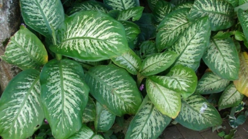 Ντιφενμπάχια: Το φυτό που μπορεί να προκαλέσει τοξική δηλητηρίαση