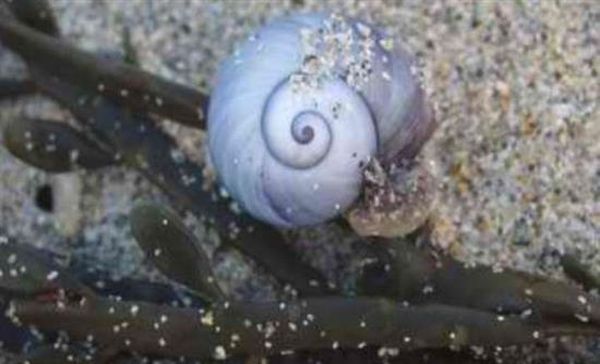 Θαλάσσια σαλιγκάρια που αυτο-αποκεφαλίζονται και δημιουργούν νέο σώμα για το κεφάλι τους