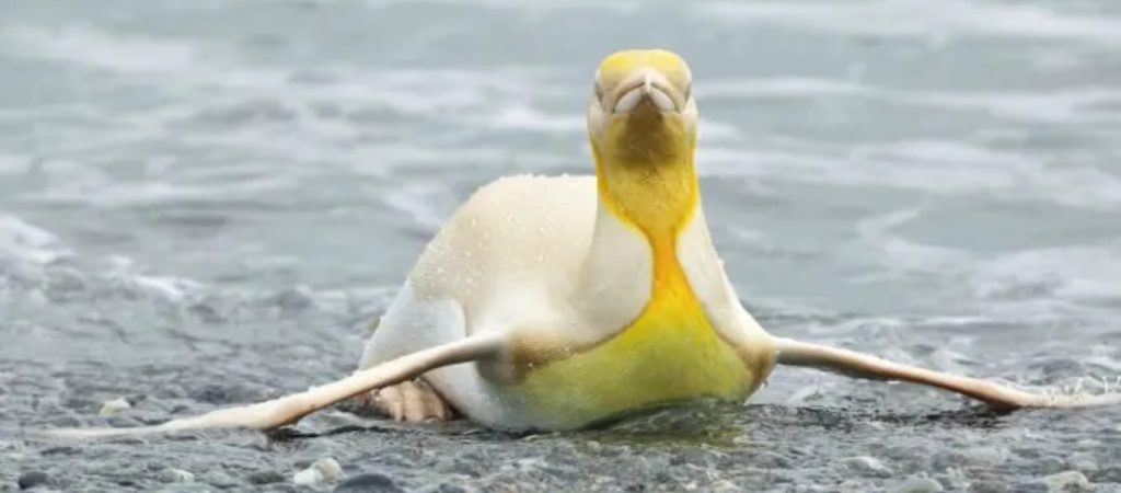 Ατλαντικός: Φωτογράφος απαθανάτισε τον σπάνιο κίτρινο πιγκουίνο (φώτο)