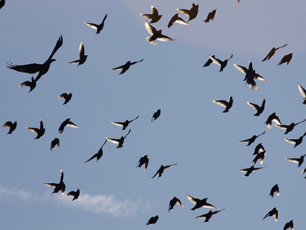 Σεισμός στην Ελασσόνα: Τα ζώα είχαν… «προβλέψει» τον σεισμό!