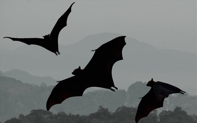 Αυστραλία: Πως αποικία χιλιάδων νυχτερίδων προκαλεί χάος στο ηλεκτρικό δίκτυο της Αδελαΐδας