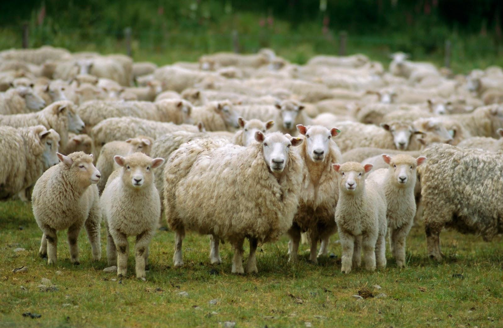«Αγκαλιάστε ένα πρόβατο»: Η πρόταση μιας φάρμας στη Γερμανία για τη μοναξιά λόγω πανδημίας