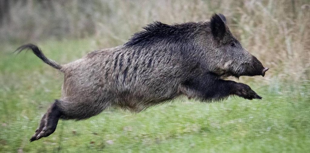Αγριογούρουνο εντοπίστηκε να κάνει… βόλτες στην Εθνική Οδό Κορίνθου – Πατρών (βίντεο)