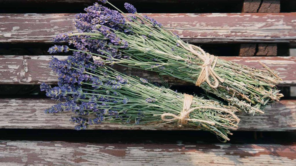 Χρήσιμο tip για το καλοκαίρι: Ποια είναι τα φυτά που απωθούν τα έντομα