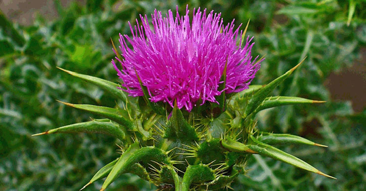 Γαϊδουράγκαθο: Τα οφέλη του για την υγεία μας